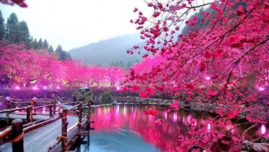 عبارات مؤثرة عن الحياة