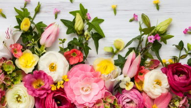 ماهي فوائد الورد