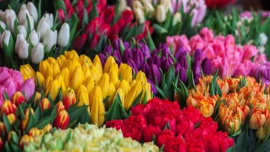 معاني ألوان الورد ودلالاته