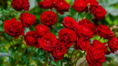 معاني أنواع الورد