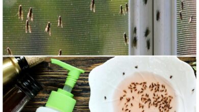 كيف أتخلص من الذباب الصغير في المنزل